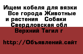 Ищем кобеля для вязки - Все города Животные и растения » Собаки   . Свердловская обл.,Верхний Тагил г.